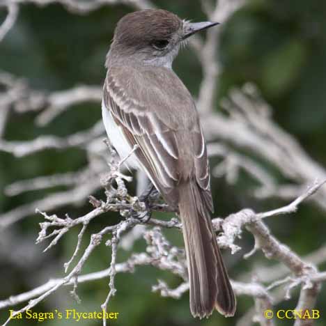 Birds of North America