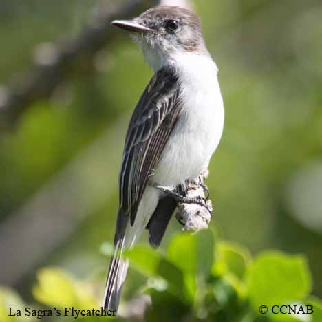 Birds of North America