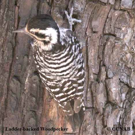 Birds of North America