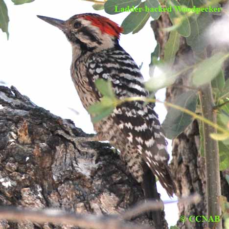 Birds of North America