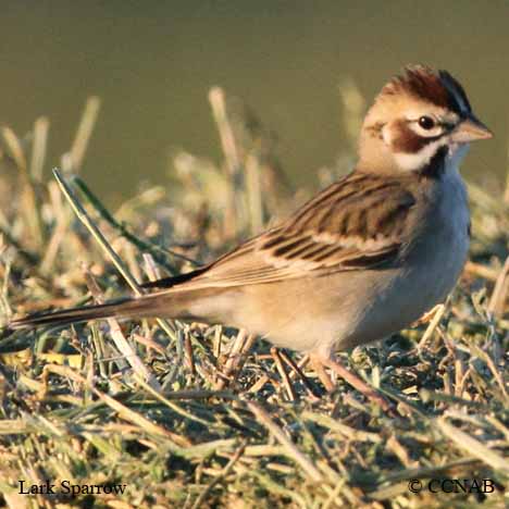 Birds of North America