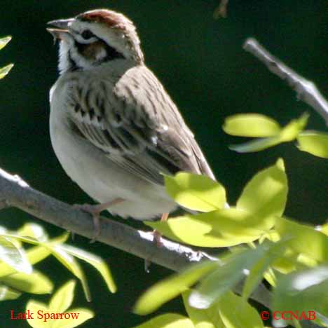 Birds of North America