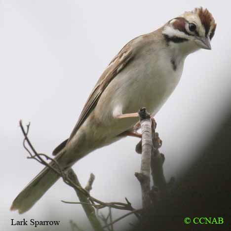 Birds of North America