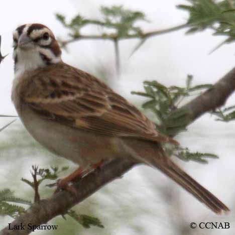 Birds of North America