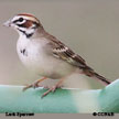 Lark Sparrow songs and calls