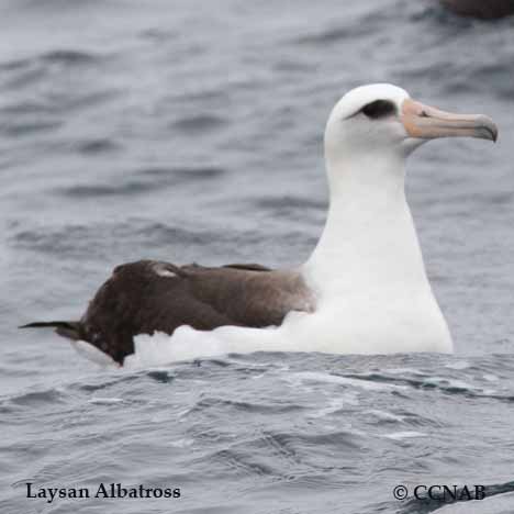 Birds of North America