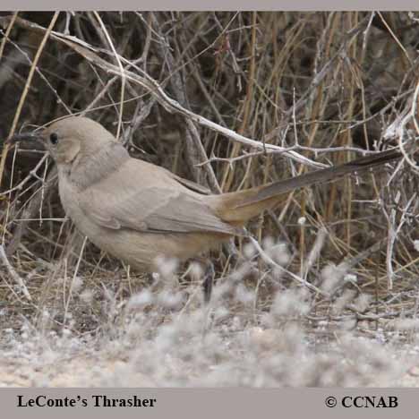 LeConte's Thrasher