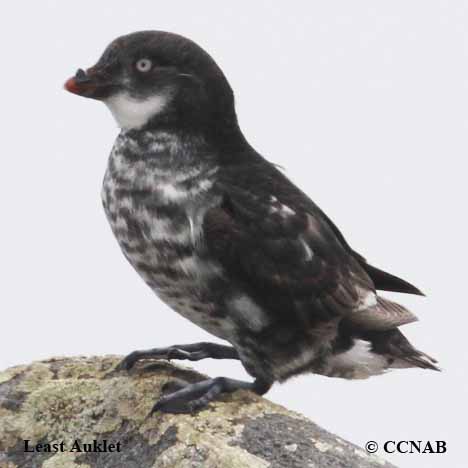 Least Auklet