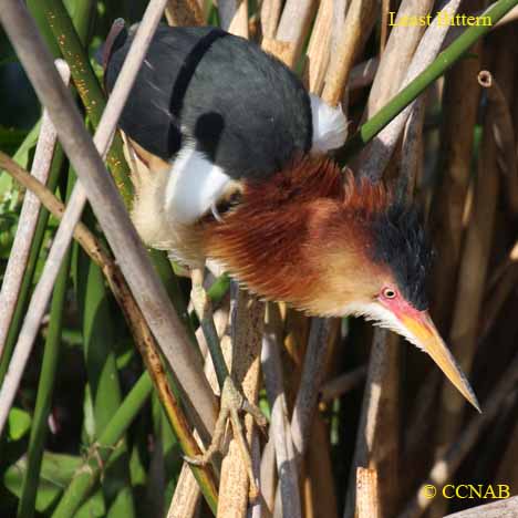 Birds of North America