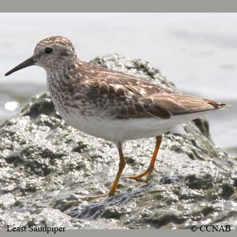 Birds of North America