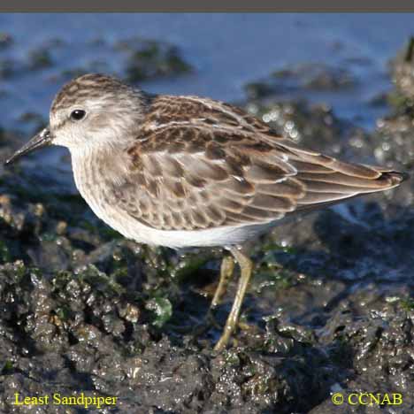 Birds of North America