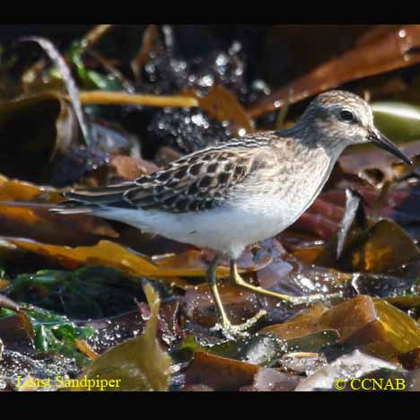 Birds of North America