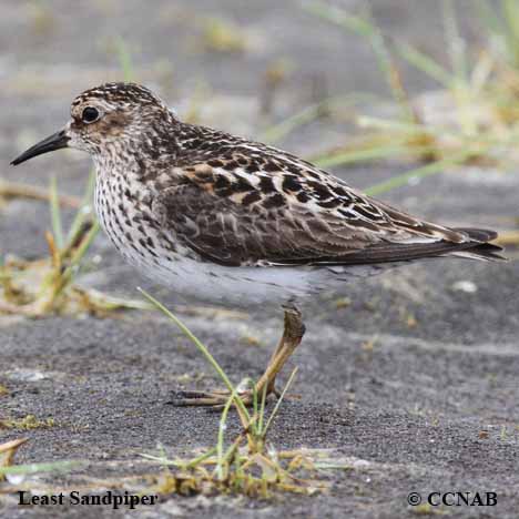 Birds of North America