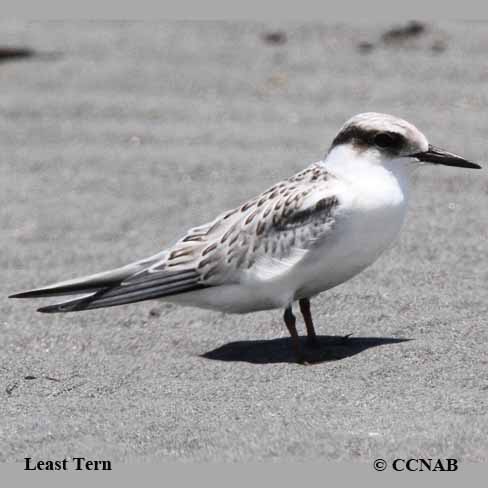 Birds of North America