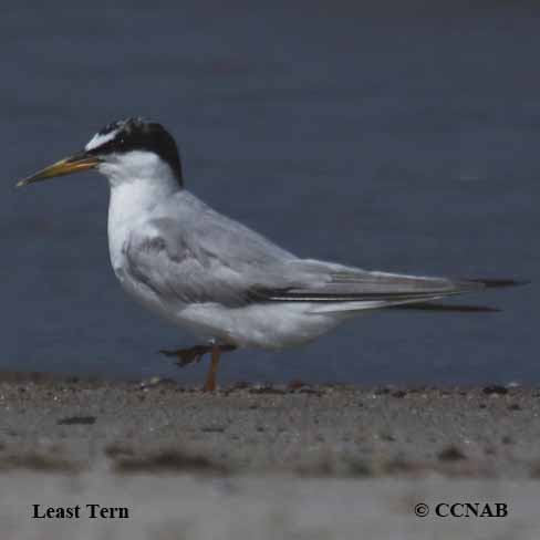 Birds of North America