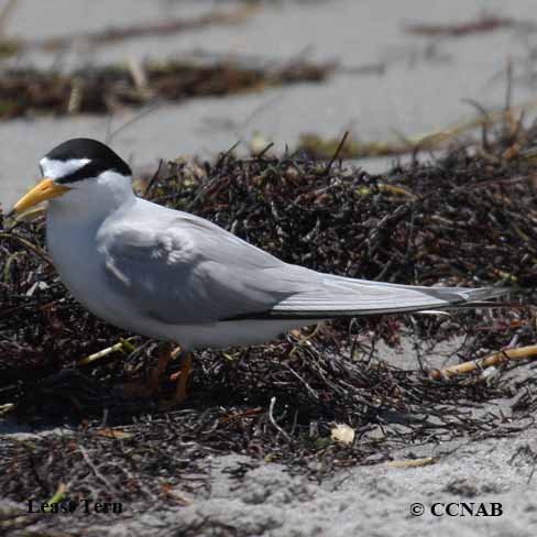 Birds of North America