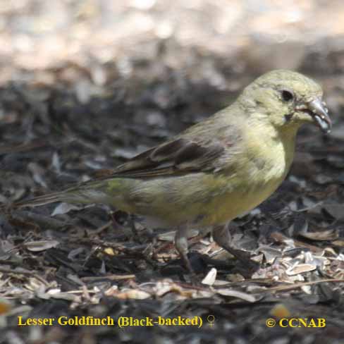 Birds of North America