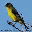 Lesser Goldfinch (green-backed) songs and calls