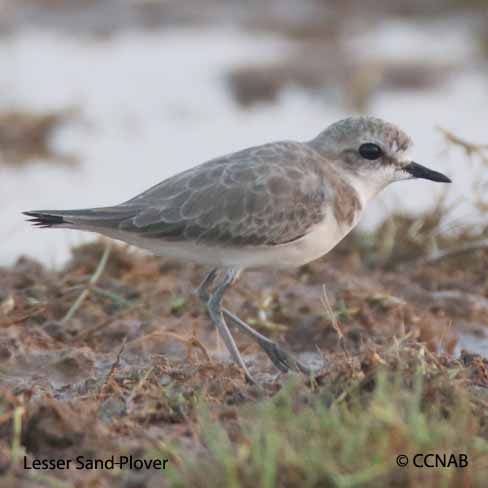 Birds of North America