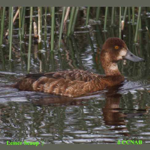 Birds of North America