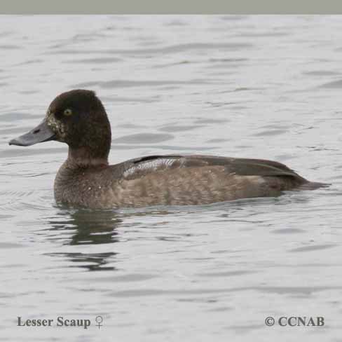 Birds of North America