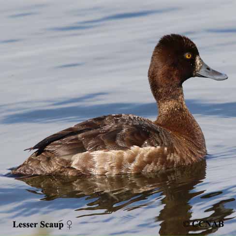 Birds of North America