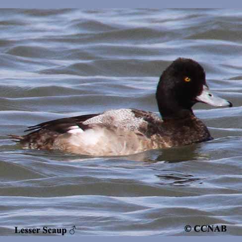 Birds of North America