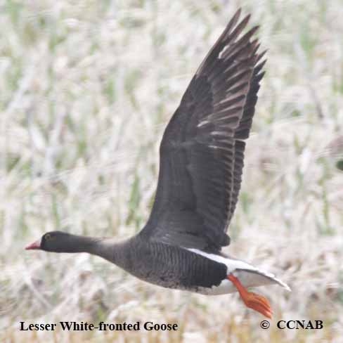 Birds of North America