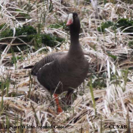 Birds of North America