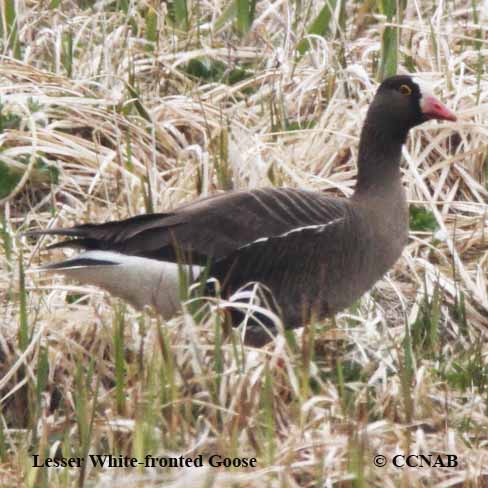 Birds of North America