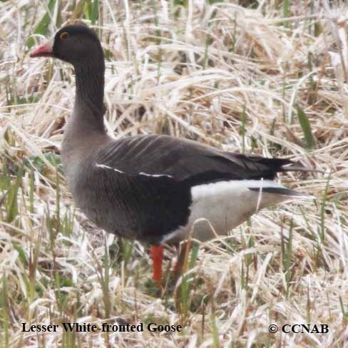 Birds of North America