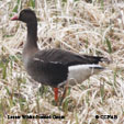 Lesser White-fronted Goose range map