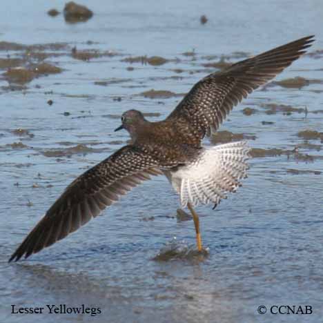 Birds of North America