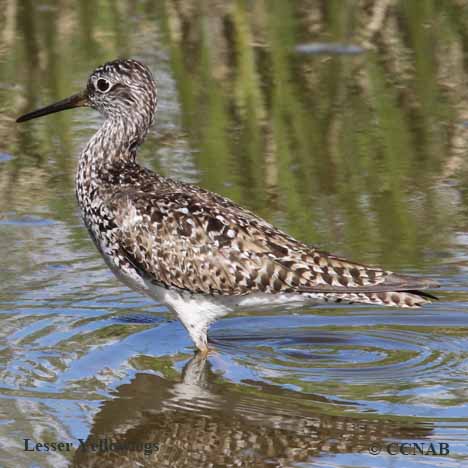 Birds of North America