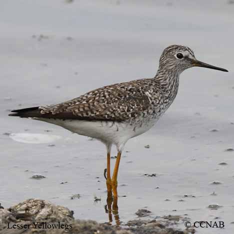 Birds of North America