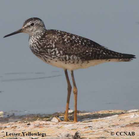 Birds of North America