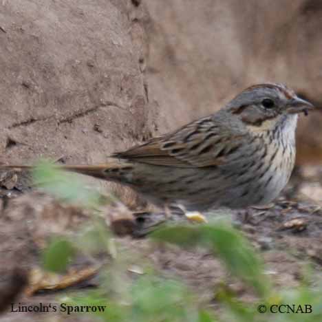 Birds of North America