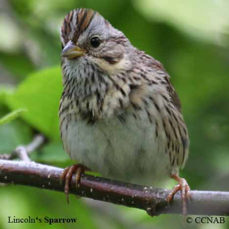 Birds of North America