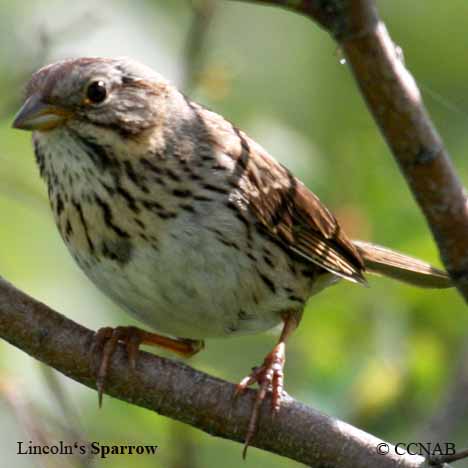 Birds of North America