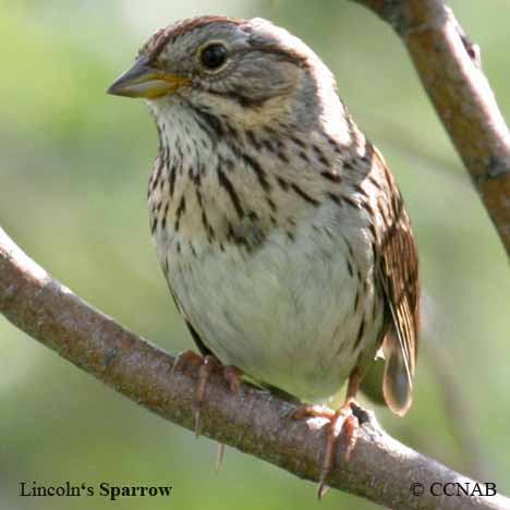 North American Sparrows