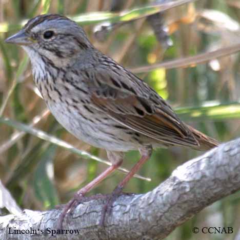 Lincoln's Sparrow