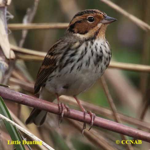 Birds of North America