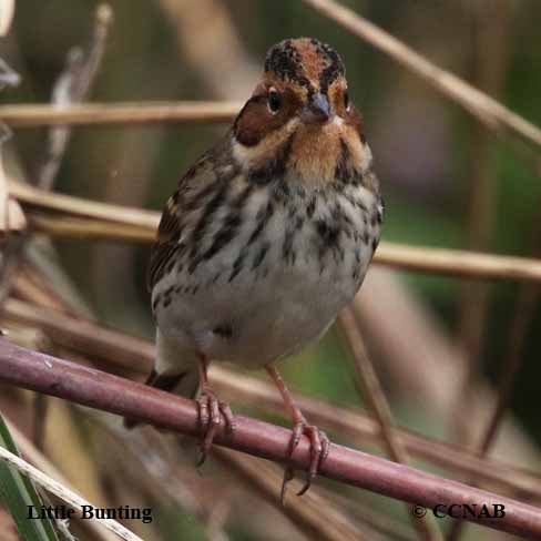 Birds of North America