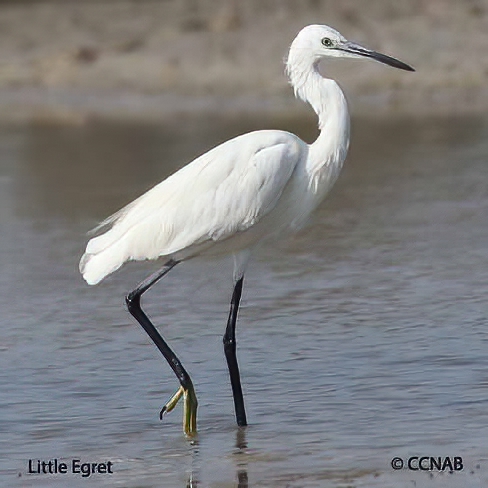 Little Egret | Little Egret pictures | Egrets of North America | Wading ...