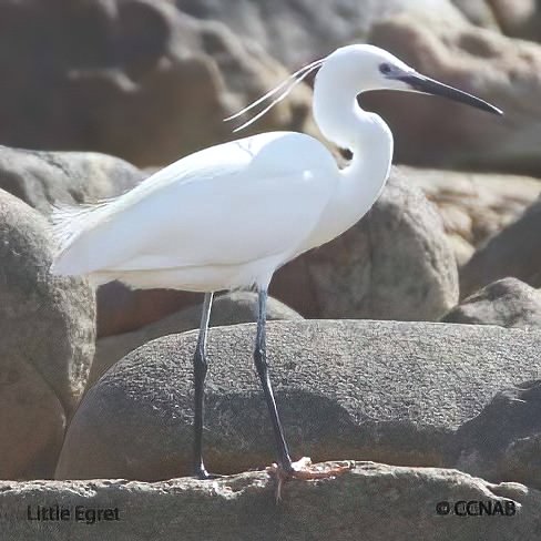 Little Egret