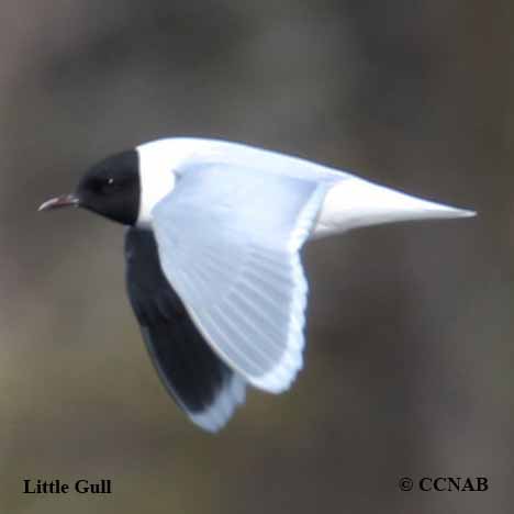 Little Gull