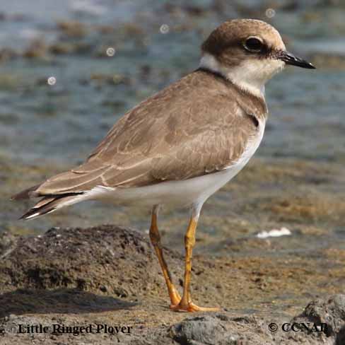 Birds of North America