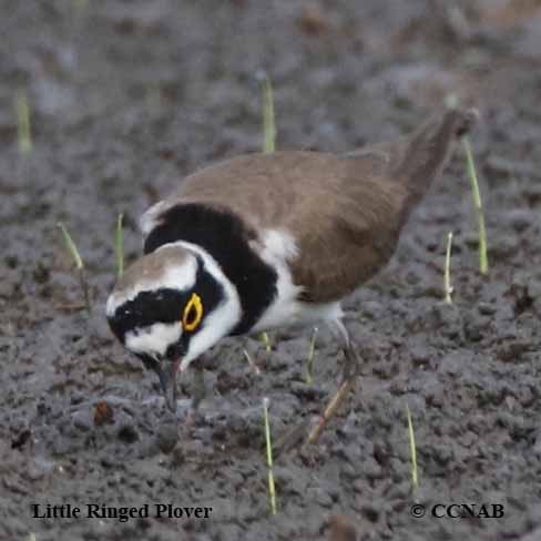 Birds of North America