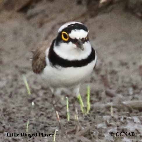 Birds of North America