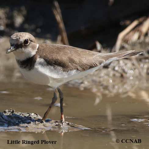 Birds of North America